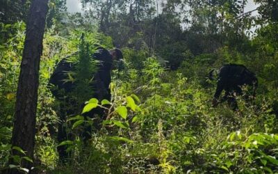 PNC erradica plantaciones de droga en Totonicapán