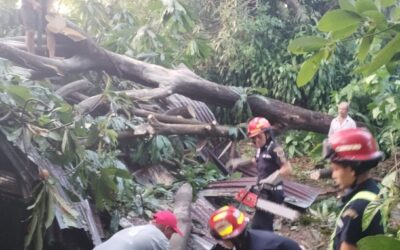 Árbol cae sobre vivienda en Coatepeque