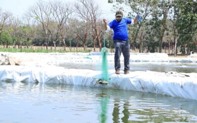 Guatemala impulsa el cultivo de tilapia