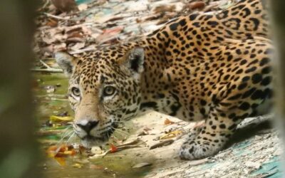 Promueven protección del mayor felino de América, el Jaguar.