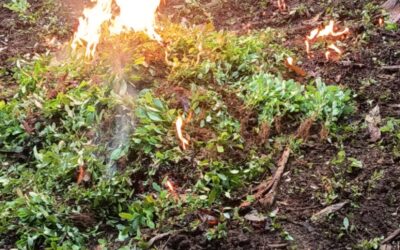 Localizan y erradican siembra de hoja de coca en Petén.