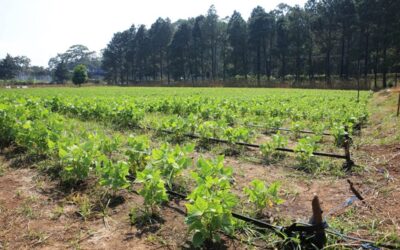 Ingresa nuevo frente frío y alertan al agro ante posibles heladas.