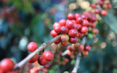 Recomendaciones a productores para prevenir daños por descenso de temperaturas.