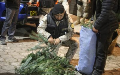 Decomisan casi cinco mil ramillas de pinabete en mercado La Democracia