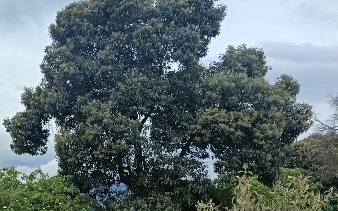 Presentan resultados del segundo Inventario Forestal Nacional