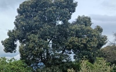 Presentan resultados del segundo Inventario Forestal Nacional