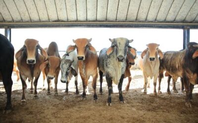 Ingreso de nuevo frente frío podría provocar lluvias y descenso de temperaturas