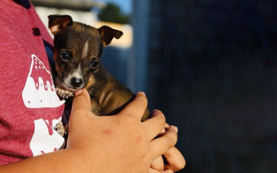 Un Regalo que Dura: Reflexiones sobre la Adopción de Mascotas en Navidad.