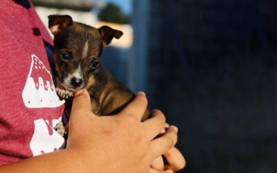 Un Regalo que Dura: Reflexiones sobre la Adopción de Mascotas en Navidad.