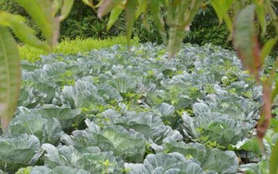 Bajas temperaturas podrían impactar los cultivos de 79 municipios.