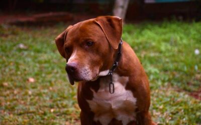 Llega el convivio perruno anual del refugio Mi Voz Por La Tuya