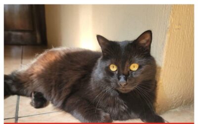 Ofrecen recompensa récord de Q7,500 por la devolución de un gato extraviado en Xela