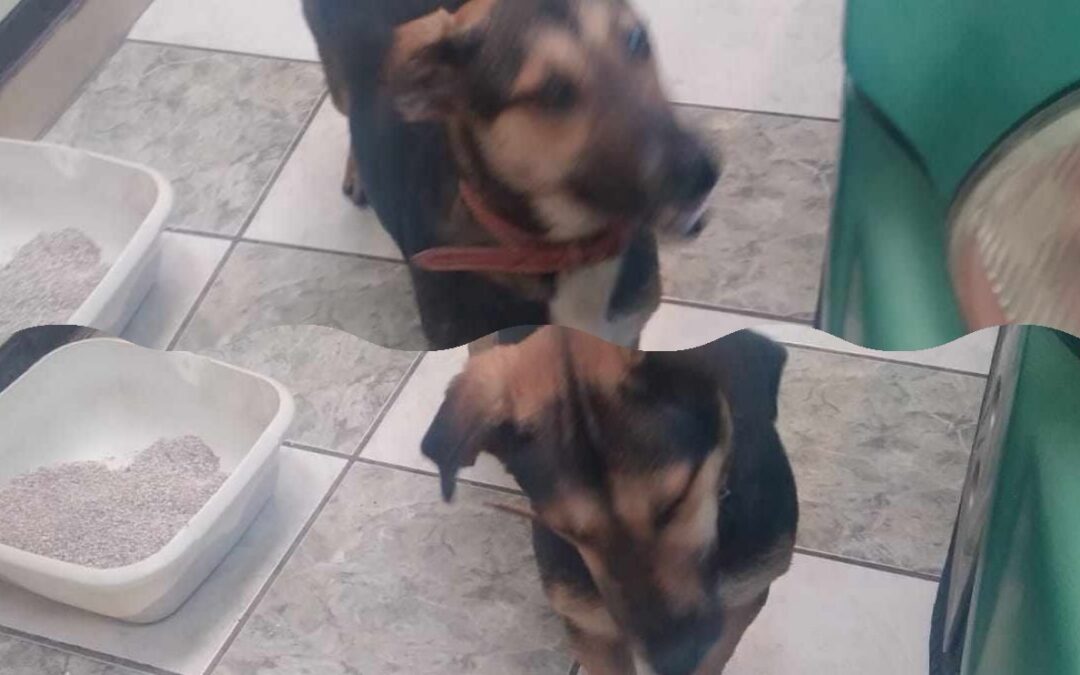 Buscan a dueños de perrita extraviada en zona 9 de Quetzaltenango