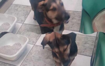 Buscan a dueños de perrita extraviada en zona 9 de Quetzaltenango