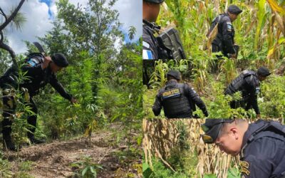 Más de 9 mil matas de marihuana fueron destruidas en Totonicapán