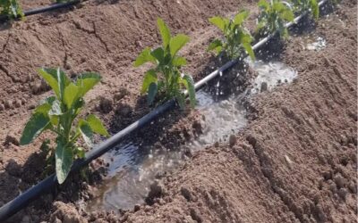 Persisten bajas temperaturas y activan recomendaciones para proteger la producción agrícola y pecuaria