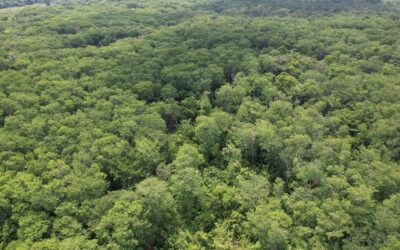 Inab impulsa reducción de emisiones para proteger a la naturaleza en Guatemala