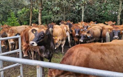 MAGA brinda recomendaciones para el sector agropecuario por intensos vientos y descenso de temperaturas