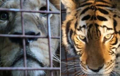 Rescatan a tigre y león mantenidos ilegalmente en propiedad privada de El Progreso