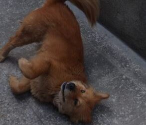 Solicitan ayuda para localizar a «Osita»