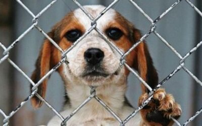 Denunciar el maltrato animal es un deber ciudadano: autoridades recuerdan cómo y dónde hacerlo