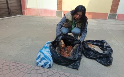 CONAP decomisa carne de lagarto y pejelagarto durante recorridos en feria de El Calvario