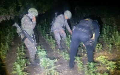 Erradican droga valorada en más de Q16 millones
