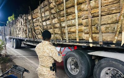 Detenido por transportar producto forestal sin documentación