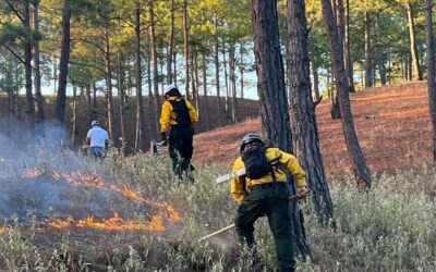 Conred informa del combate de 262 incendios en Guatemala