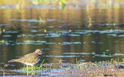 Inab resalta la importancia de humedales en Guatemala