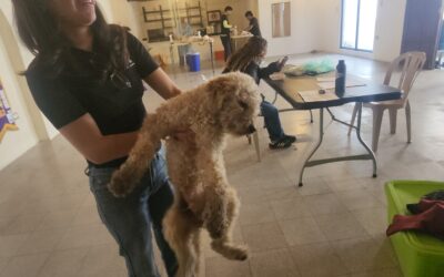 Desarrollan en Quetzaltenango jornada de esterilización de perros y gatos