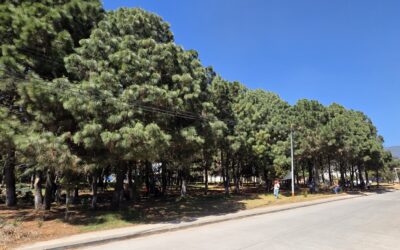 Inab trabaja en bosque en la zona 8 de Xela