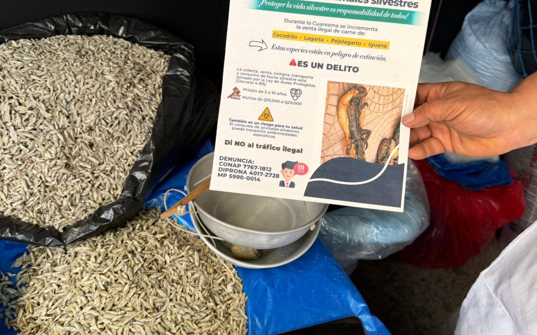 Conap incauta unas 65 libras de carne de reptil en El Calvario de Quetzaltenango