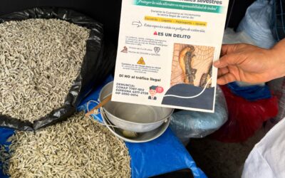 Conap incauta unas 65 libras de carne de reptil en El Calvario de Quetzaltenango