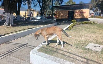 Cocode del Calvario solicita a Gobernación continuar con esterilización de perros