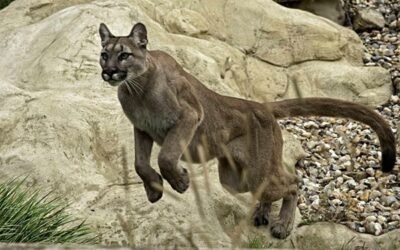 CONAP confirma que puma fue avistado en Colomba Costa Cuca