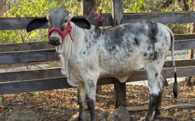Escasez de ganado eleva precio de la carne y pone en riesgo negocios del occidente