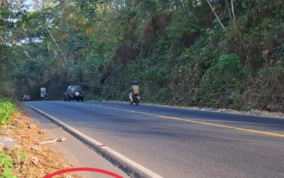 Localizan tigrillo margay muerto en la ruta CA-2, en El Asintal