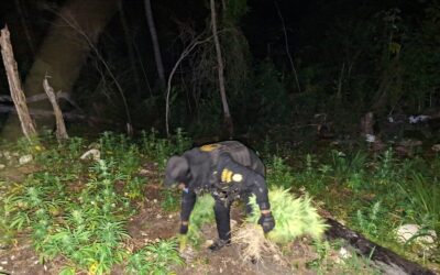 PNC erradicar droga valorada en más de Q11 millones