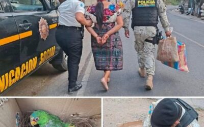 Capturan a mujer con loros de especie vulnerable en Chimaltenango