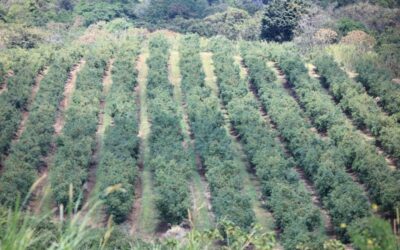 Variabilidad térmica, caída de ceniza y riesgos para cultivos en 18 departamentos