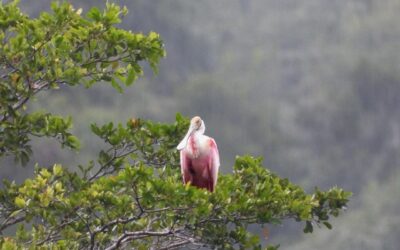 Día Mundial de la Vida Silvestre