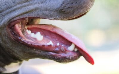 Dos hombres resultan heridos tras ataque de perro en Totonicapán