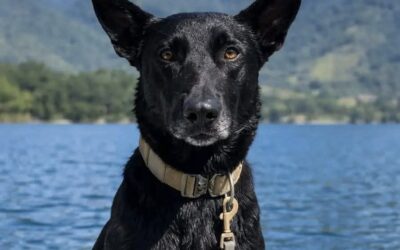 Kensy, la perra rescatista que encontró a Jesler en el lago de Atitlán.