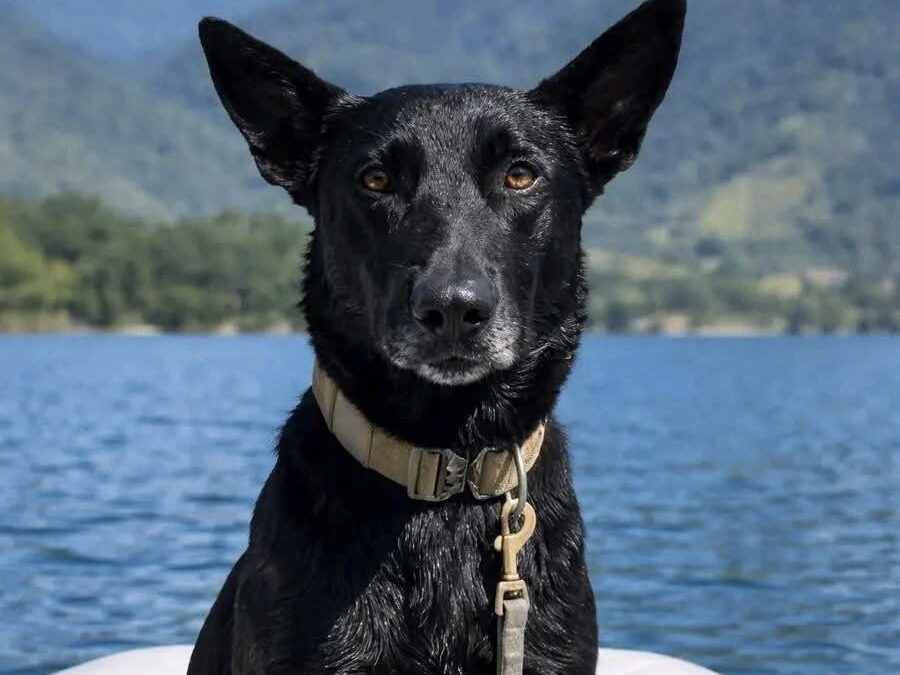 Kensy, la perra rescatista que encontró a Jesler en el lago de Atitlán.