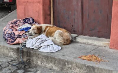 «Peluchita»: La perrita que esperó a su dueño, quien falleció en Xela, busca un nuevo hogar