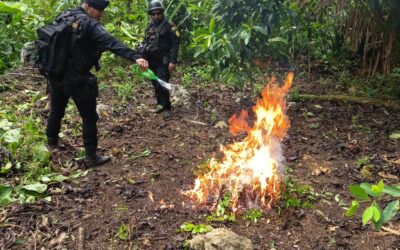 Fuerzas antinarcóticas localizan y erradican plantación ilícita de hoja de coca en Petén