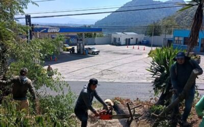 Empresa Eléctrica Municipal poda árboles para evitar fallas en zona 1
