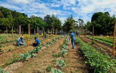 MAGA bajo alerta por calor y lluvias torrenciales que amenazan la producción agrícola en 20 departamentos