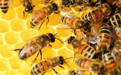 Hoy es el Día Mundial de las Abejas